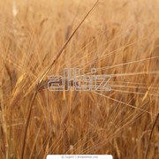 Культуры зерновые, от производителя Олимп 20-20, ЧП фото