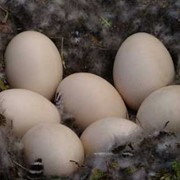 Яйца гусиные фотография