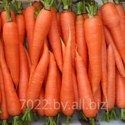 Морковь столовая