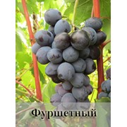 Черенки и саженцы винограда купить (Сорт Фуршетный)