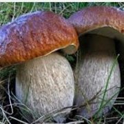 Закупка грибов фото