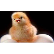 Комбикорм для цыплят-бройлеров фото