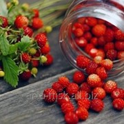 Лесная ягода протертая с сахаром фото