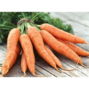 Морковь Огородов фото