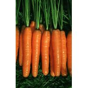 Морковь Торро Г-1 (Семинис)