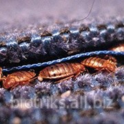 Уничтожение тараканов, муравьев, моли за 1500 рублей в Лобне