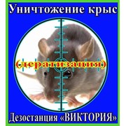 Уничтожение крыс, дезинфекция, дезинсекция, дератизация в Алматы и Алматинской области фото