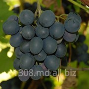 Виноград Молдова фотография
