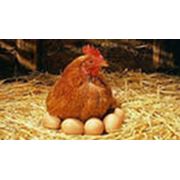 Корм для кур фото