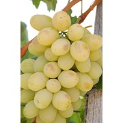 Саженцы винограда Виктория Крым, выращивание, продажа, консультация фотография