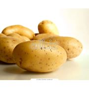 Картофель среднеспелый фото