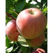 Яблоки сорт Жигулевское фото