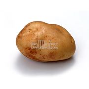 Картофель кормовой фотография