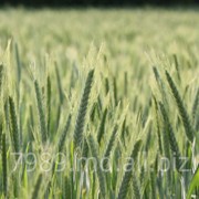 Пшеница в Кишиневе фото