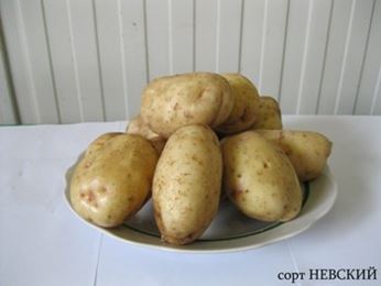 Картофель Невский Описание Сорта Фото