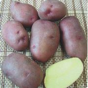 Семеной картофель (розара гала каратоп)