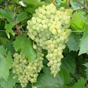 Саженцы винограда ранних сортов, Русбол фото