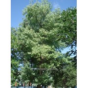 Тополь Populus lasiocarpa 120 – 140