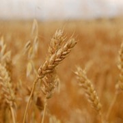 Семена озимой пшеницы Аналог