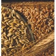 Закупка пшеницы второго и третьего класса фотография