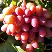 Красный сорта винограда "Молдова"