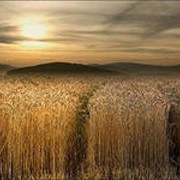 Озимая пшеница Заграва Одесская фото