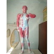 Анатомический стенд человека фотография