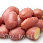 Семенной картофель Альвара элита фото