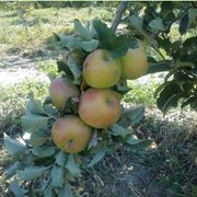 Саженцы яблонь, Заилийское фото