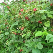 Малина Rubus idaeus Heritage обхват ствола 40