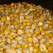 Зерновые культуры, злаки Кукуруза фото