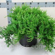 Можжевельник прибрежный Шлягер -- Juniperus conferta Schlager