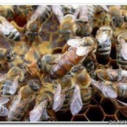 Пчелопакеты 2021 г Санкт-Петербург