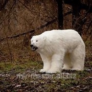 Чучело белого медведя для декора фото