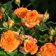 Саженцы роз сорта Мамба
