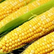 Кукуруза, Украина, Продажа кукурузы в Украине. фото