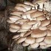 Наличии имеются: вишенки, шампинйоны, шитаке, опенка. фото