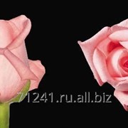Срезанный цветок Роза Ангажемент