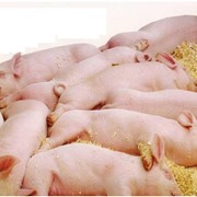 Биодобавки для свиней