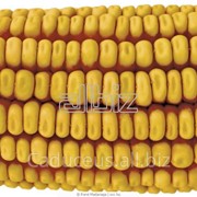 Кукуруза на экспорт, yellow corn фото