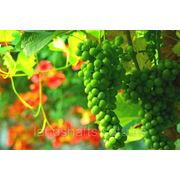 Создание виноградников фотография