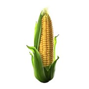 Семена кукурузы сорт ПР39В45 фото