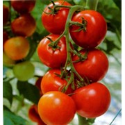 Семена голландские томатов, помидоров фото