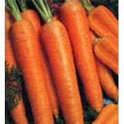 Морковь фотография