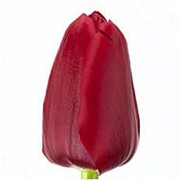 Срезанный цветок Тюльпан Unique de France