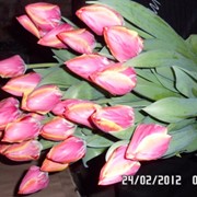 Тюльпаны оптом и в розницу к 8 марта фото
