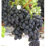 Виноград Забава Grapes Fun фотография