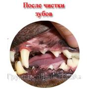 Чистка зубов собак декоративных пород фото