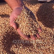 Пшеница фуражная 4 класс