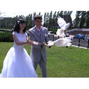 Запуск голубей на свадьбу